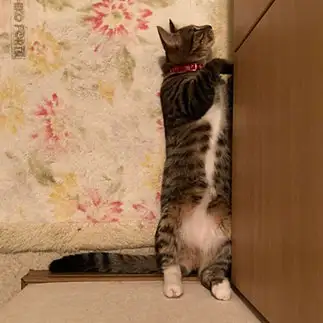 直角すぎるネコ　　maminosukeさん