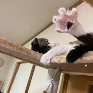 足ジャンケンが全力すぎるネコ　　maminosukeさん