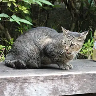 一本あけていい気分になりすぎるネコ　　紫苑さん
