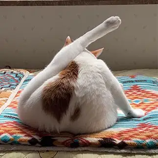 足ピン姿が三角すぎるネコ　　ぼんママさん