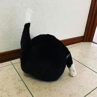 足ピン姿がまっくろくろすけすぎるネコ　　ぼんママさん