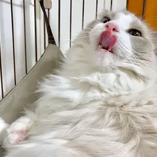 ハートがあふれすぎるネコ　　こむぎさん
