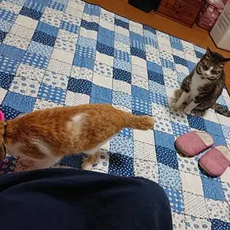 ソーシャルディスタンスすぎるネコ　　とうふかーさんさん