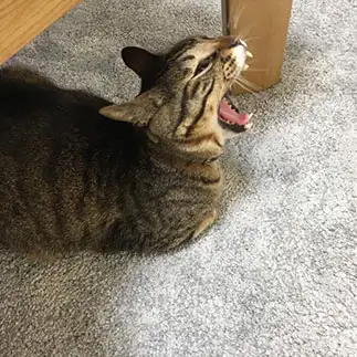 ツチノコあるいはハブすぎるネコ　　むゆきさん