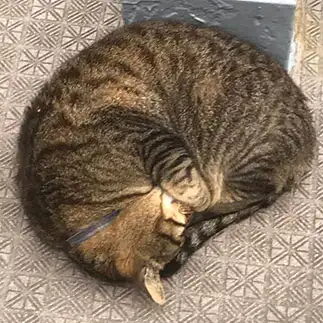 アルマジロすぎるネコ　　むゆらーさん