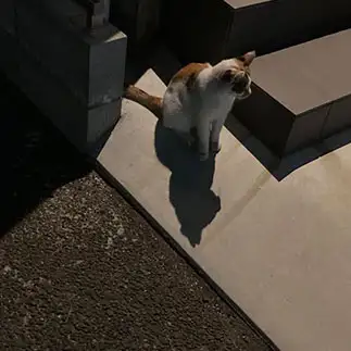 影にうつるお髭までかわいすぎるネコ　　からくりぴーちさん