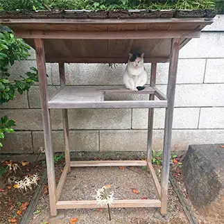貫禄がありすぎるネコ　　三毛ちゃんさん