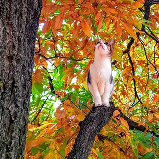 紅葉狩りしすぎるネコ　　竹さん