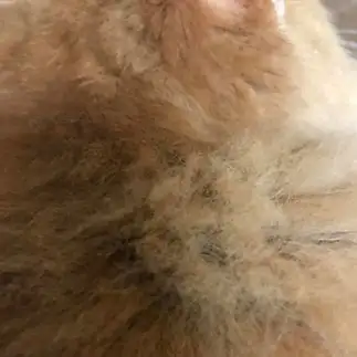 毛並みが猫の顔に見えすぎるネコ　　西岡ひろみさん