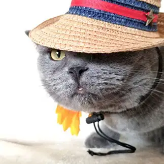 夏の日差しが眩しすぎるネコ　　モンミネットさん