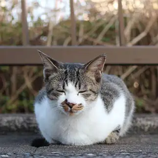 ねこ地蔵すぎるネコ　　はんちゃんさん