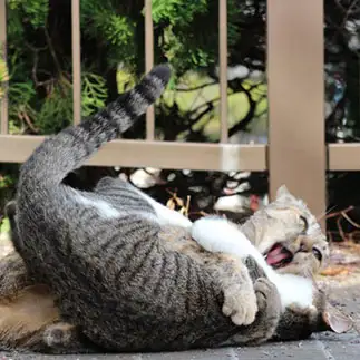 事故画すぎるネコ　　はんちゃんさん