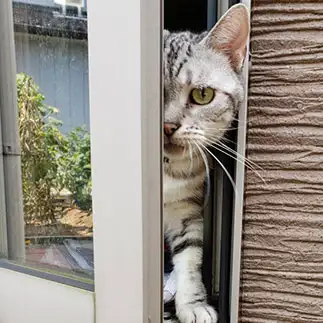 逃走したすぎるネコ　　こむぎさん