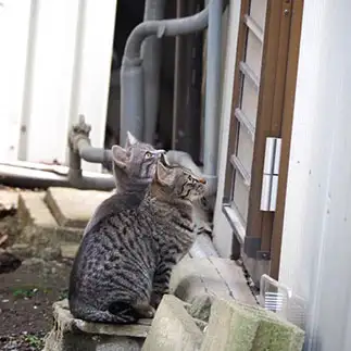 幽体離脱すぎるネコ　　黒猫カレンさん