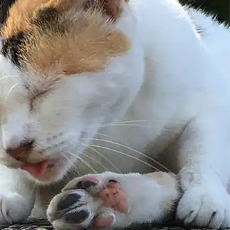 足が臭すぎるネコ　　白菜さん