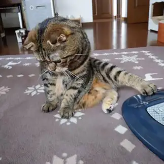 拗ねすぎるネコ　　たっちゃんさん