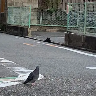 気配を消しすぎるネコ　　からくりぴーちさん
