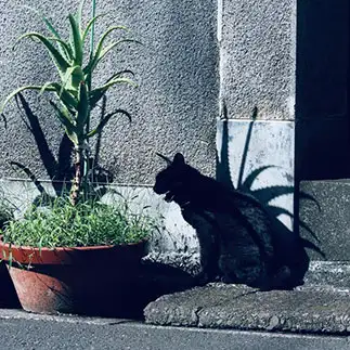 背中のトゲトゲがGODZILLAすぎるネコ　　紫苑さん