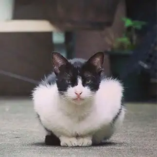 お出迎えが女将すぎるネコ　　紫苑さん
