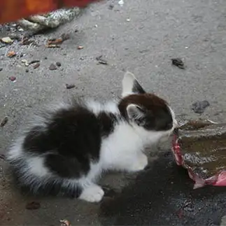 いくらなんでも食べすぎるネコ　　おいにゃんさん