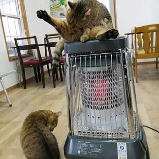 イリュージョンすぎるネコ　　おいにゃんさん