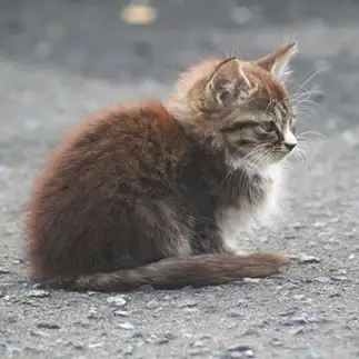 小雀すぎるネコ　　おいにゃんさん