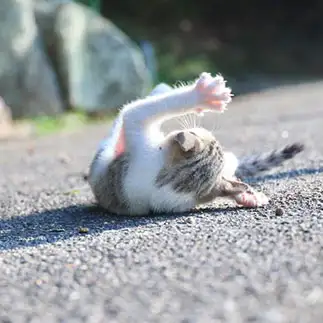 寝起きの朝日が眩しすぎるネコ　　土居 一彦さん