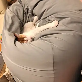 人をダメにするものの上を行きすぎるネコ　　ちょねコロさん