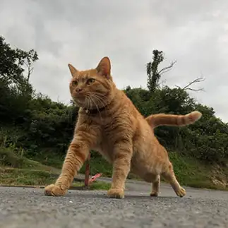 パトロールしすぎるネコ　　えいこ8さん