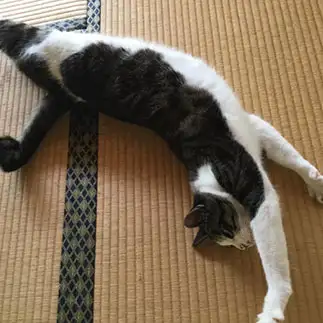 伸びすぎるネコ　　ヒロエさん