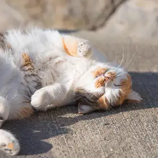 人間に媚びるのがうますぎるネコ　　Cat90さん