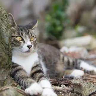 かくれんぼが下手すぎるネコ　　Cat90さん