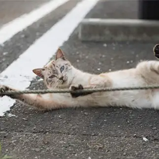 おっぴろげすぎるネコ　　Cat90さん