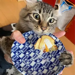 ロールケーキが食べたすぎるネコすぎるネコ　　JOEさん