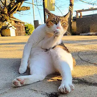 エアーマイクでカラオケの練習しすぎるネコ　　t.takaharuさん