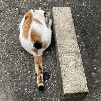 「リ」すぎるネコ　　からくりぴーちさん