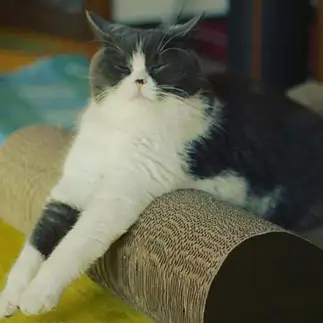 腕伸ばしすぎるネコすぎるネコ　　maiさん