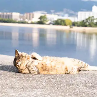 イメトレしすぎるネコ　　ゆずなつさん