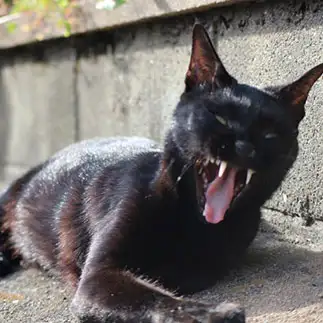 ハロウィンの準備万全すぎるネコ　　はんちゃんさん
