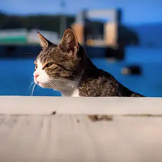 ねこゴジラすぎるネコ　　小野 一俊さん