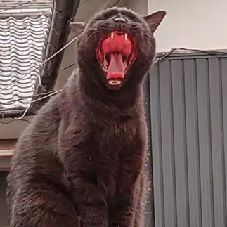 こわすぎるネコ　　林いつこさん