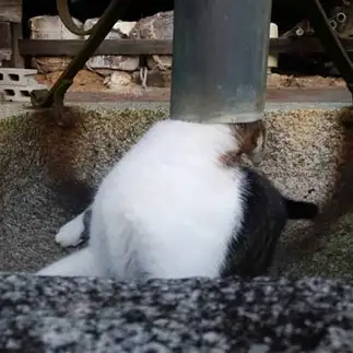 おもしろすぎるネコ　　林いつこさん