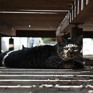 日陰なのに何故か眩しくて困りすぎるネコ　　terumaronさん