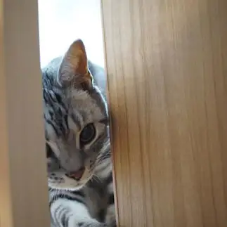ドアの隙間から、こそ泥すぎるネコすぎるネコ　　かつやさん
