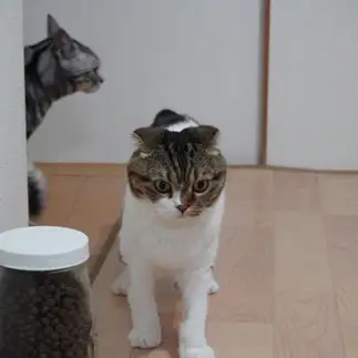 背後の気配に緊張しすぎるネコ　　かつやさん
