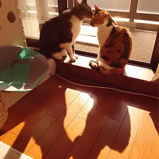 イチャイチャすぎるネコ　　藤島 さゆりさん