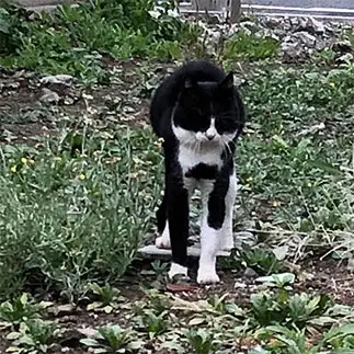 のびのびすぎるネコ　　紺野友乃さん