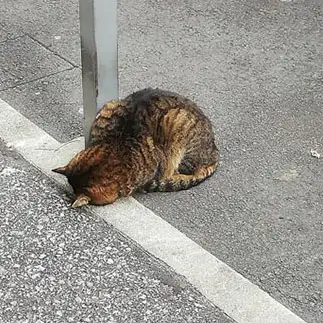 ごめん寝すぎるネコ　　もとピーさん