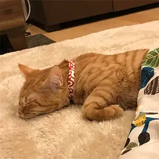 平泳ぎを練習しすぎるネコ　　cohaquさん