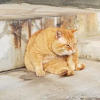 猫背すぎるネコ　　もこさん